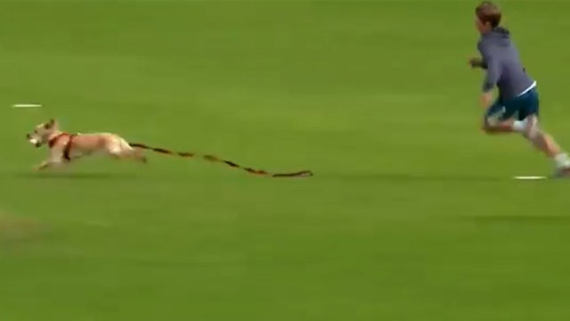 ‘The dog has the ball!’ Pooch crashes cricket match in Northern Ireland