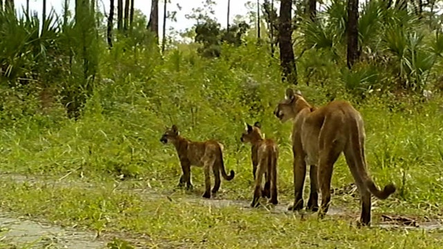 Two ‘healthy’ panther kittens spotted in Florida wildlife refuge show no visible signs of mystery illness: FWS