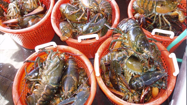 NOAA: Lobster fishing will face restrictions to try to save whales