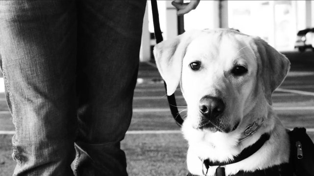 Meet Mason: Hillsborough sheriff's office adopts service dog