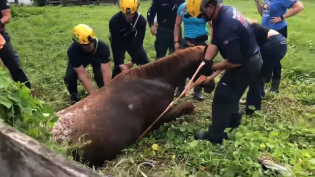 Firefighters rescue horse stuck in South Florida well
