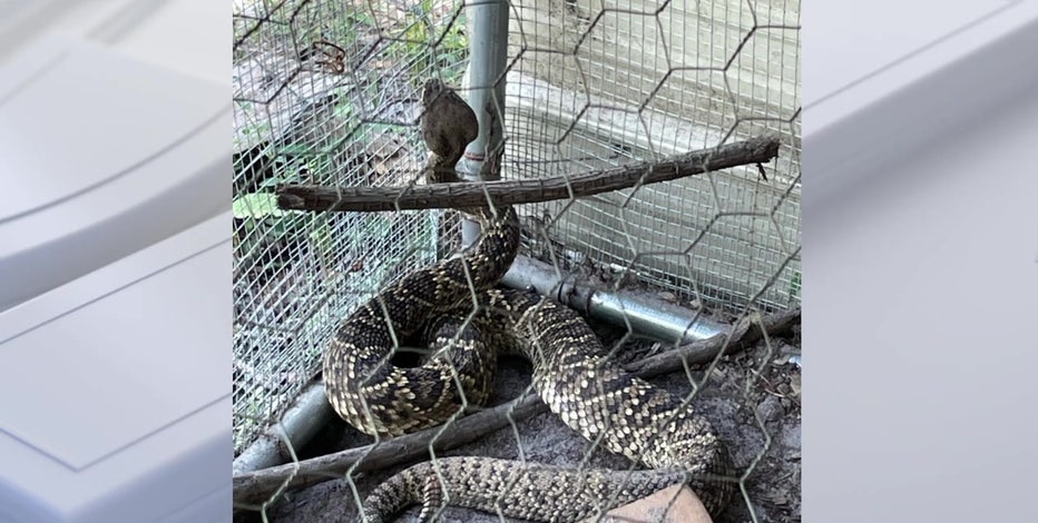 Giant rattlesnake released onto ranch after terrorizing Polk