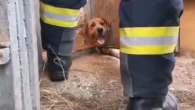 Dog rescued by firefighters after getting head stuck in iron door