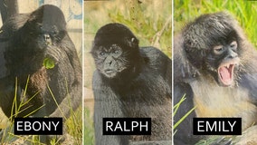 Meet the primate residents of Florida's Monkey Island: Ralph, Emily, and Ebony