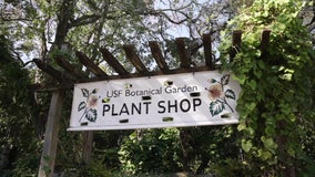 USF Botanical Gardens considered a ‘hidden gem in the middle of campus’