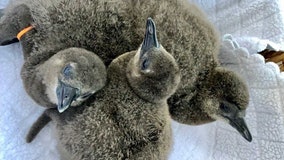 Busch Garden introduces three 'super fluffy' penguin chicks born at park