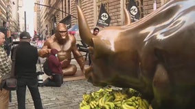 Harambe statue stares down Wall Street's charging bull
