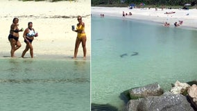 Hungry sharks don't deter Nokomis beachgoers