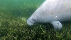 Congressman pushes to re-establish manatees as 'endangered'