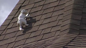 Cat on funeral home roof becomes neighborhood icon