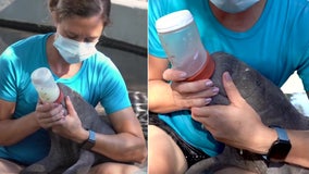 Rescued baby manatee gets bottle-fed by ZooTampa staff around the clock