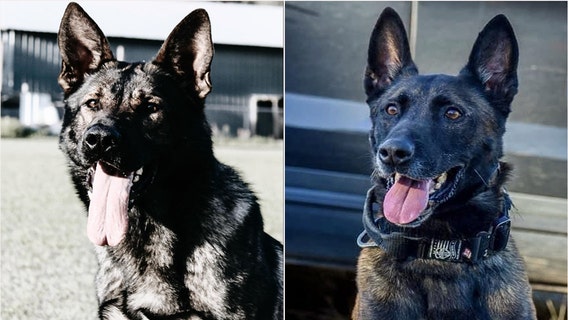 Troopers mourning loss of 2 FHP K-9s