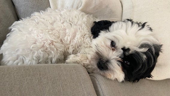 Dog taken from South Tampa driveway reunited with family