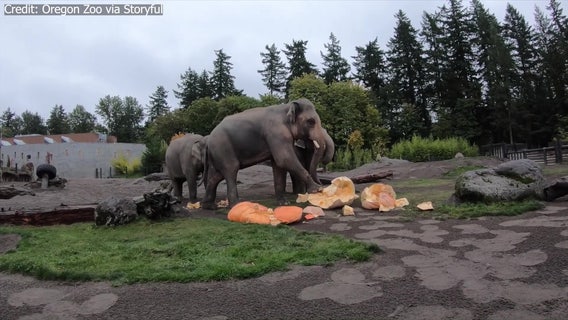 'Squishing of the squash': Elephants smash giant pumpkins in annual Oregon Zoo ritual