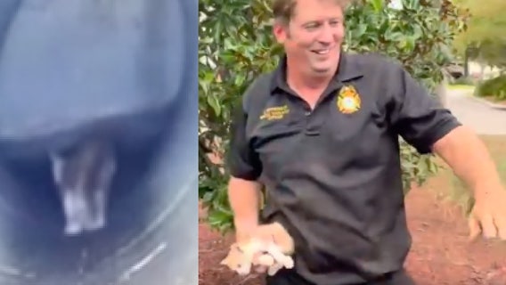 Meet Stormy: Florida firefighters rescue kitten from storm drain