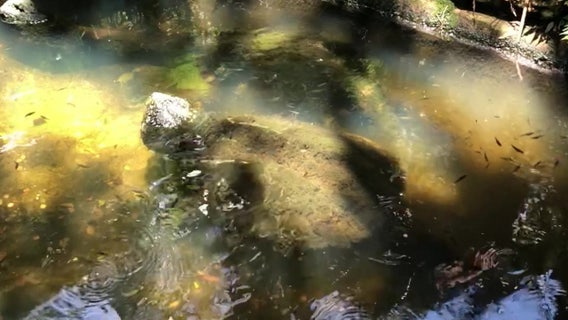 Alligator snapping turtle 'Mac' dies suddenly at Sunken Gardens