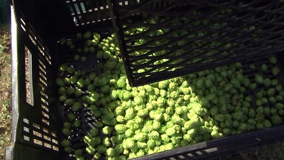 Farmers, brewers toast successful Florida hop harvest