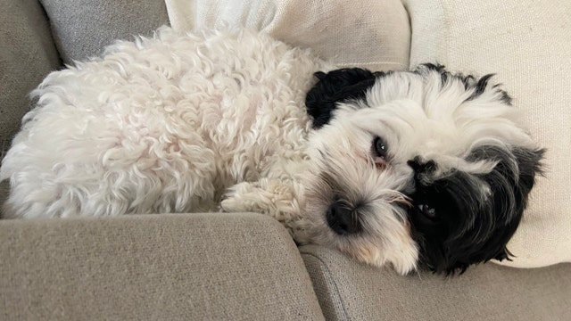 Dog taken from South Tampa driveway reunited with family