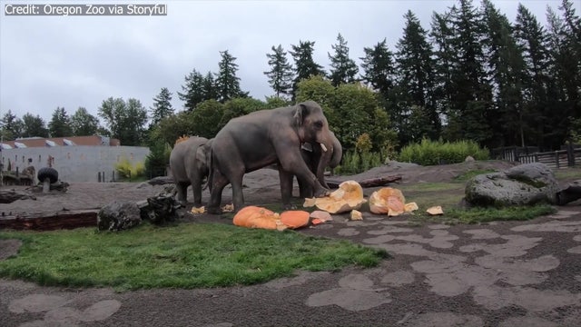 'Squishing of the squash': Elephants smash giant pumpkins in annual Oregon Zoo ritual