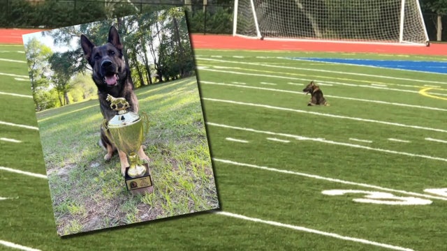 Tampa German shepherd taking part in global competition for 'bragging rights'