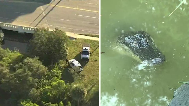 Alligator attacks homeless woman in South St. Pete, police say