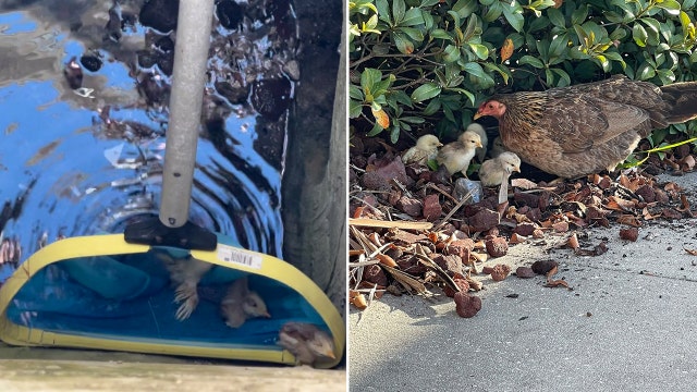 Tampa firefighters reunite Ybor City hen with her baby chicks after storm drain rescue