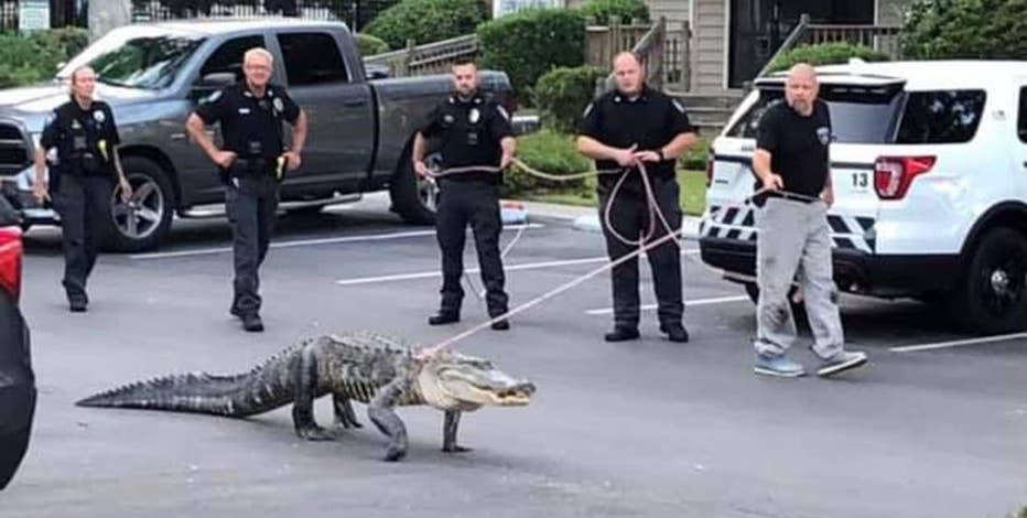 Alligator on leash walked by police officers in North Carolina | FOX 13  Tampa Bay