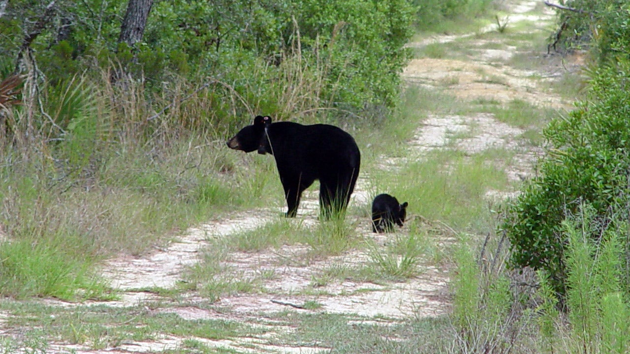 Sebring man fatally shoots bear and her cub, FWC says - Vimarsana News