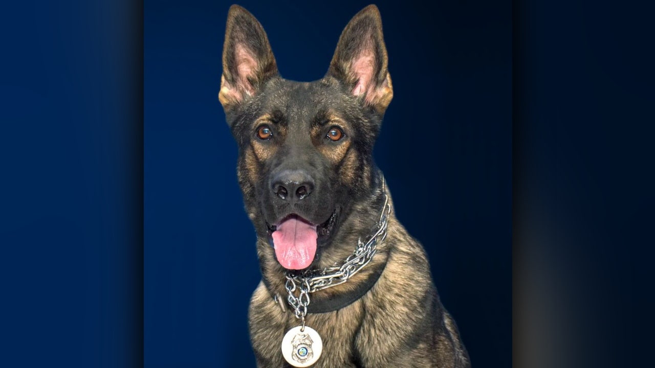 St. Pete police K9 Titan dies of cancer, 2 years after surviving ...