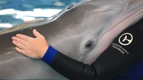 Winter the dolphin in critical condition after infection worsens, Clearwater Marine Aquarium says