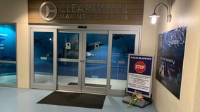 Outside experts brought in to evaluate care at Clearwater Marine Aquarium
