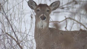 Iowa study: 82.5% of deer tested positive for COVID-19