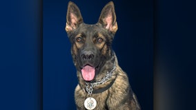 St. Pete police K9 Titan dies of cancer, 2 years after surviving shooting