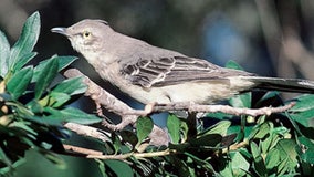 Mockingbird faces new challengers as Florida state symbol