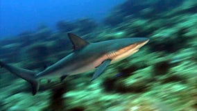 Sarasota scientist hopes to figure out: What do our baby sharks do-do-do-do-do?