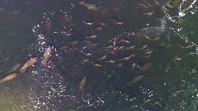 Sharks and manatees mingle at TECO power plant discharge canal in Apollo Beach