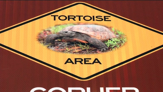 Habitat loss forces FWC to temporarily relax gopher tortoise relocation guidelines