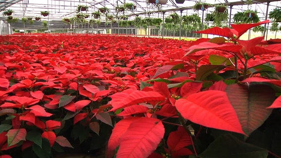 Orban Nursery’s open house tradition takes place Saturday