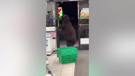 Bear nearly gets squirted with hand sanitizer at 7-Eleven
