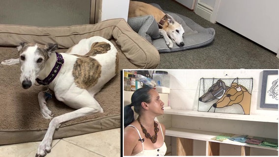 St. Petersburg stained glass artist combines love for pets with passion for art