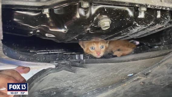 Humane Society of Tampa Bay: 'Tis the season to check for kittens under your car hood