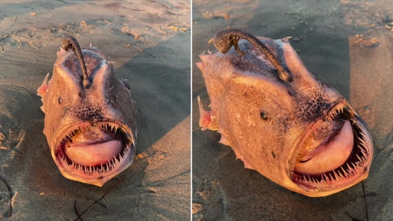 'Stuff of nightmares': Rare deep-sea anglerfish washes ashore on California beach