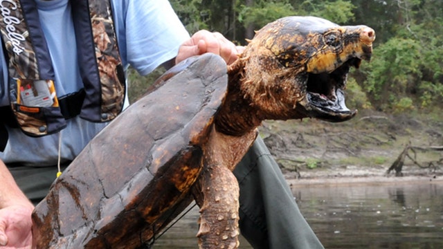 Federal wildlife officials propose threatened status for alligator snapping turtle