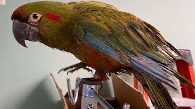 Endangered $3,800 macaw stolen from St .Pete pet shop found safe, suspect arrested