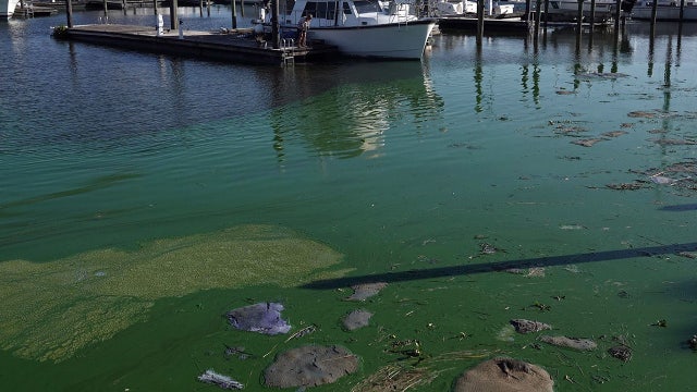 Lawmakers look at proposal to address toxic algae