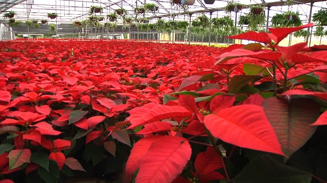 Orban Nursery’s open house tradition takes place Saturday