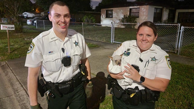 Hillsborough County deputies rescue Chihuahua after it fell into storm drain