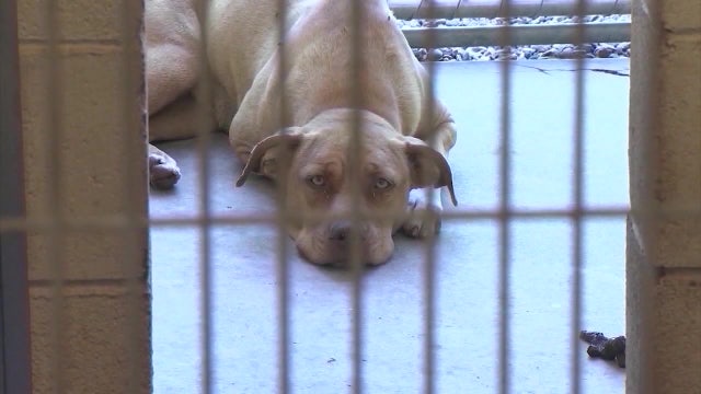 ‘It’s a crisis for us right now’: Humane Society at capacity, blames pandemic as it turns away animals