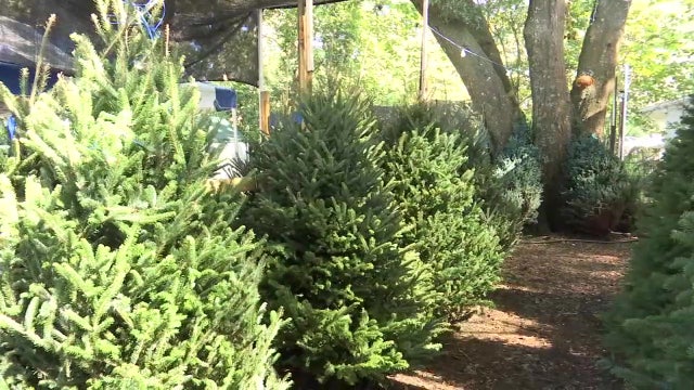 Why is hard to find a Christmas tree? Brandon company blames current supply chain, 2008 economic crisis