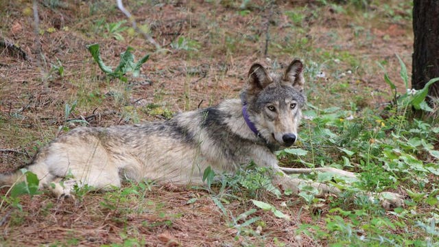 Adventurous wolf dies after being struck by vehicle in California after 1,000-mile journey